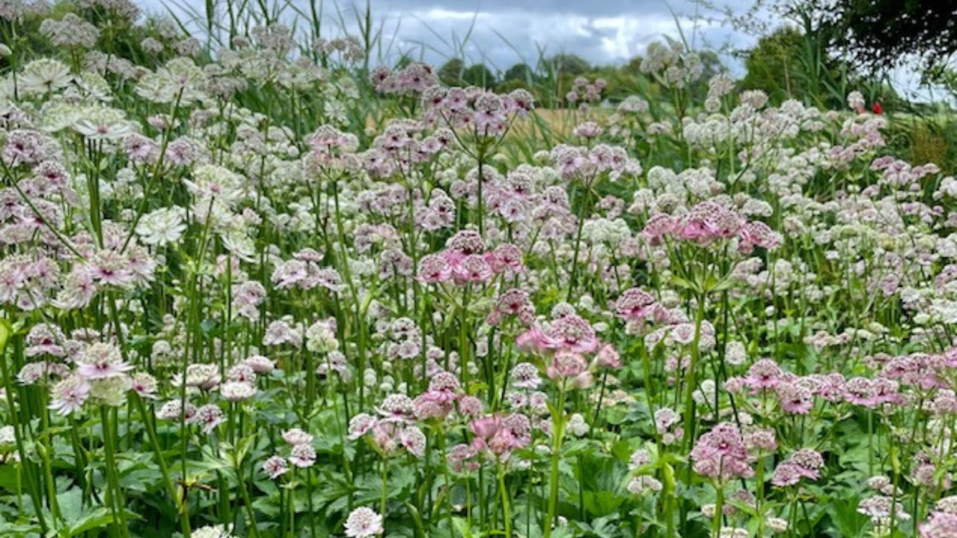 505-Billeder i mails og artikler (1920 × 1080px) - 2023-10-25T132039.810.jpg