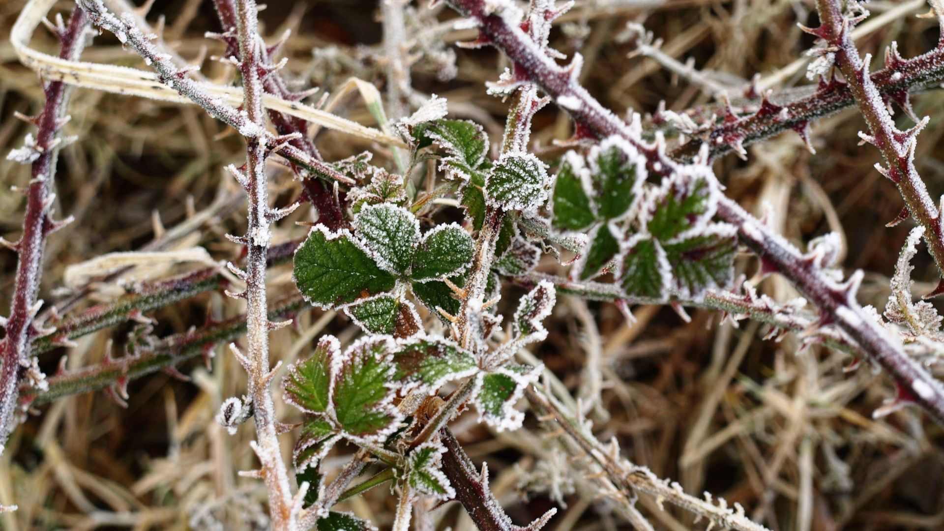 505-Billeder i mails og artikler (1920 × 1080px) - 2024-01-26T144132.633.jpg
