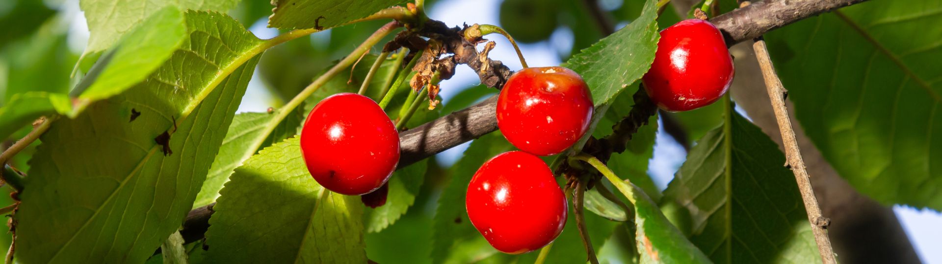 505-til lister (1920 × 540px) (97).jpg