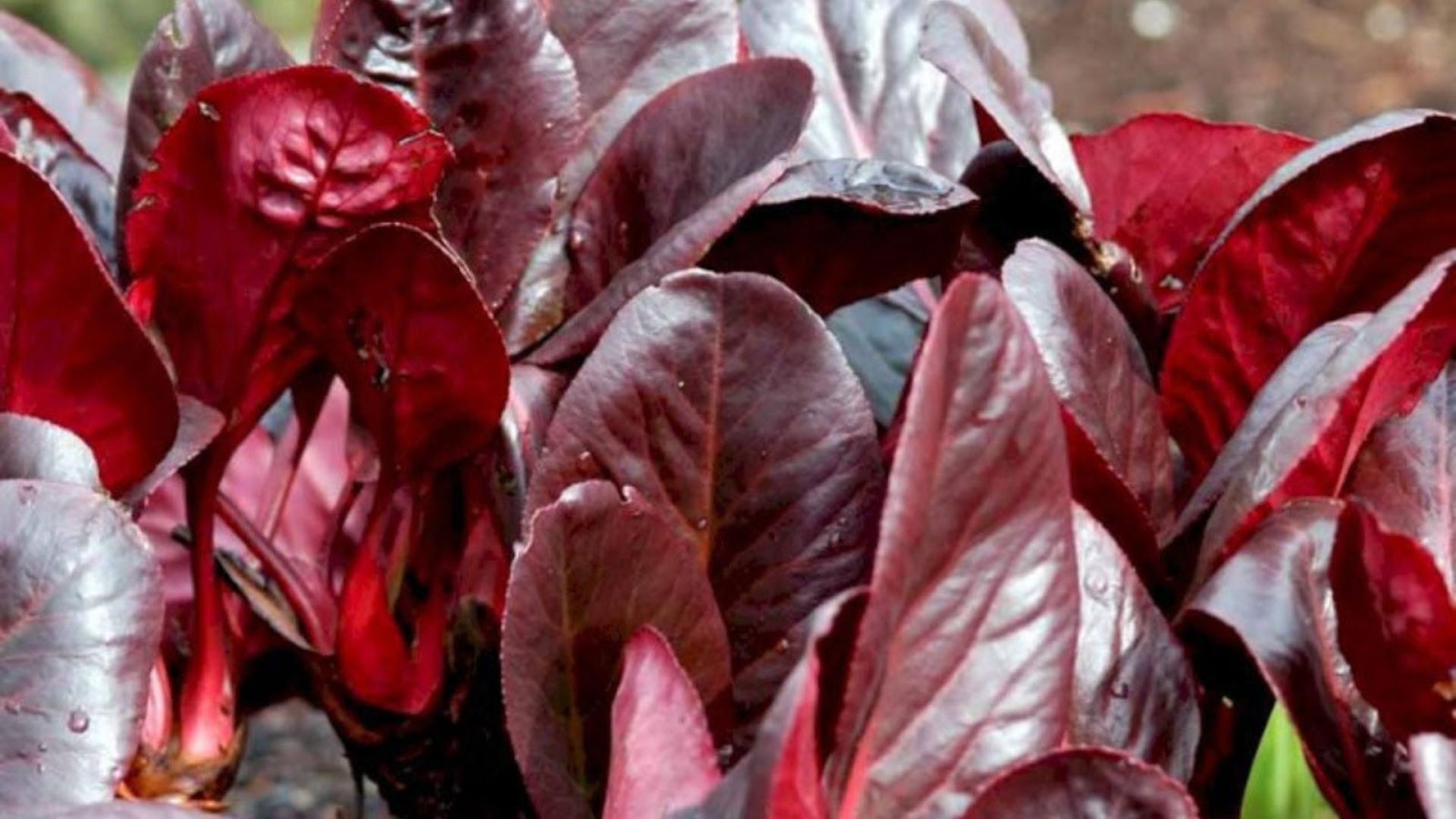 506-Billeder i mails og artikler (1920 × 1080px) - 2023-04-18T130957.776.jpg