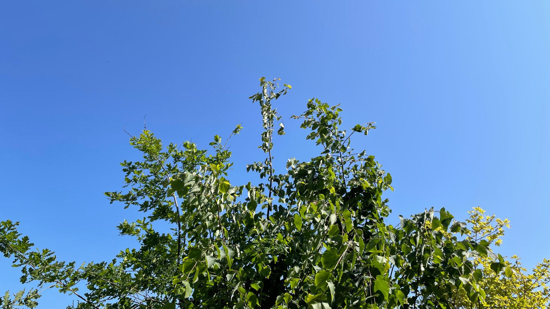 508-Billeder i mails og artikler (1920 × 1080px) - 2023-06-14T105737.033.jpg