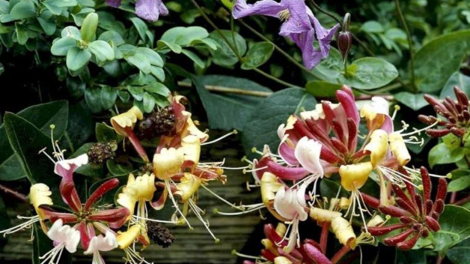 509-Billeder i mails og artikler (1920 × 1080px) (63).jpg