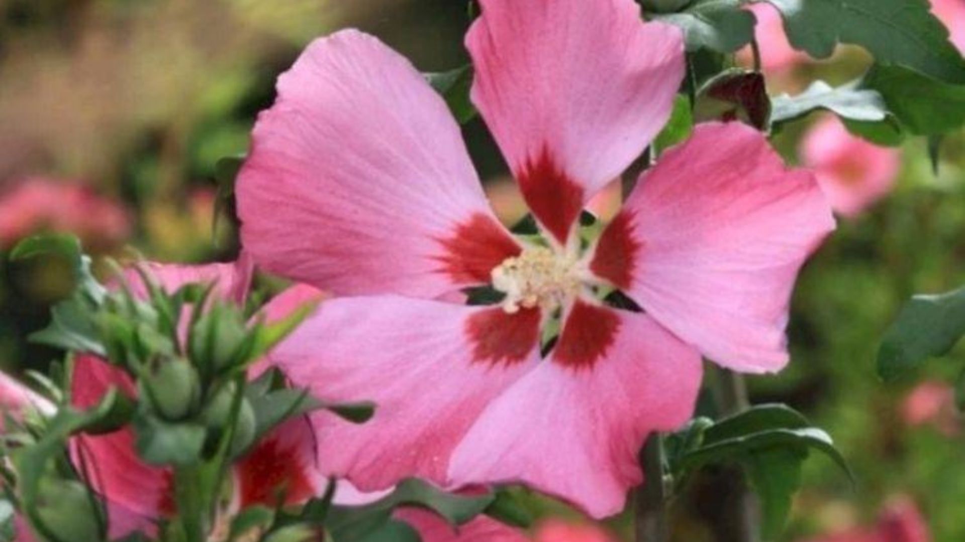 509-Billeder i mails og artikler (1920 × 1080px) - 2023-07-18T110059.642.jpg