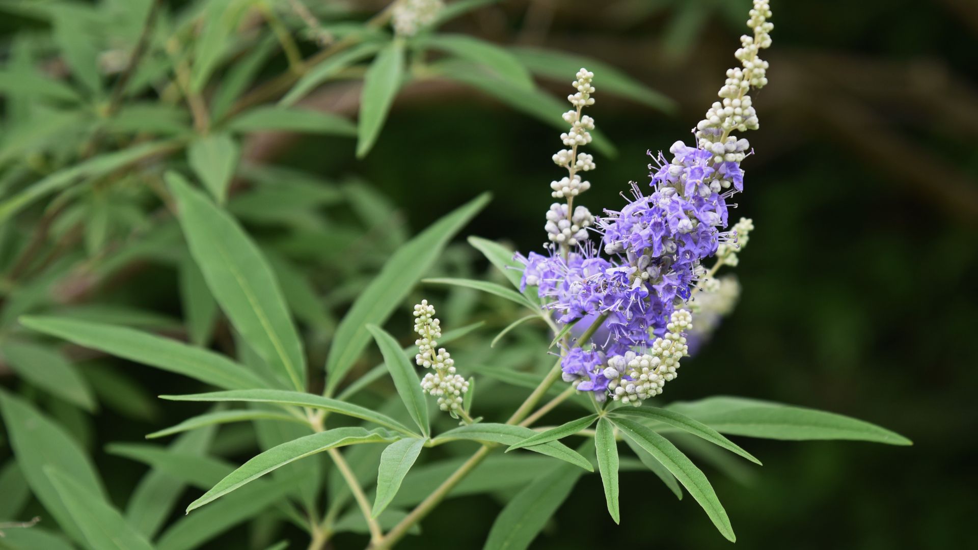 514-Billeder i mails og artikler (1920 × 1080px) (5).jpg