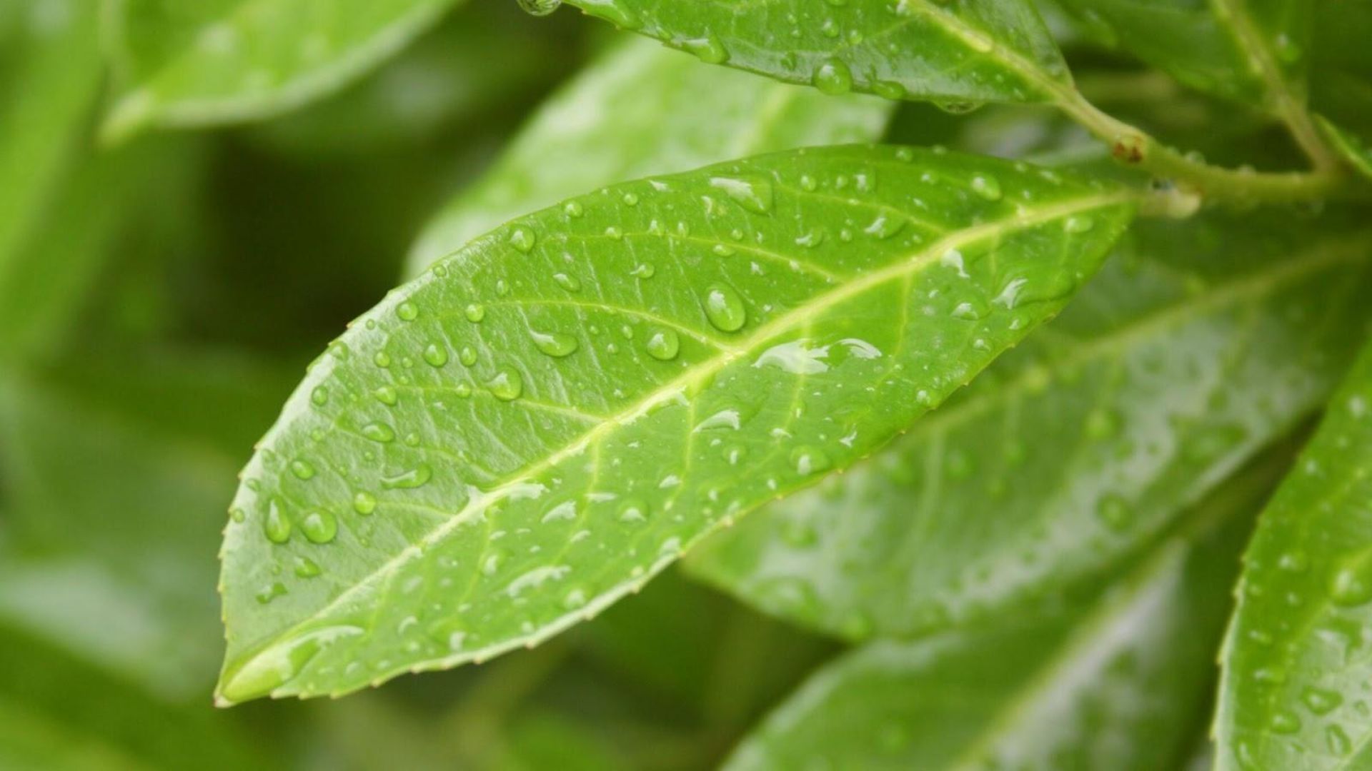 514-Billeder i mails og artikler (1920 × 1080px) (80).jpg