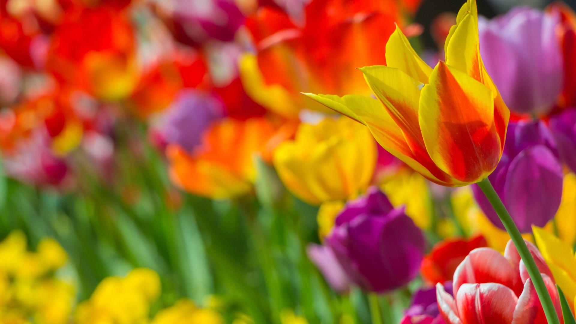 516-Billeder i mails og artikler (1920 × 1080px) - 2023-09-01T120421.048.jpg