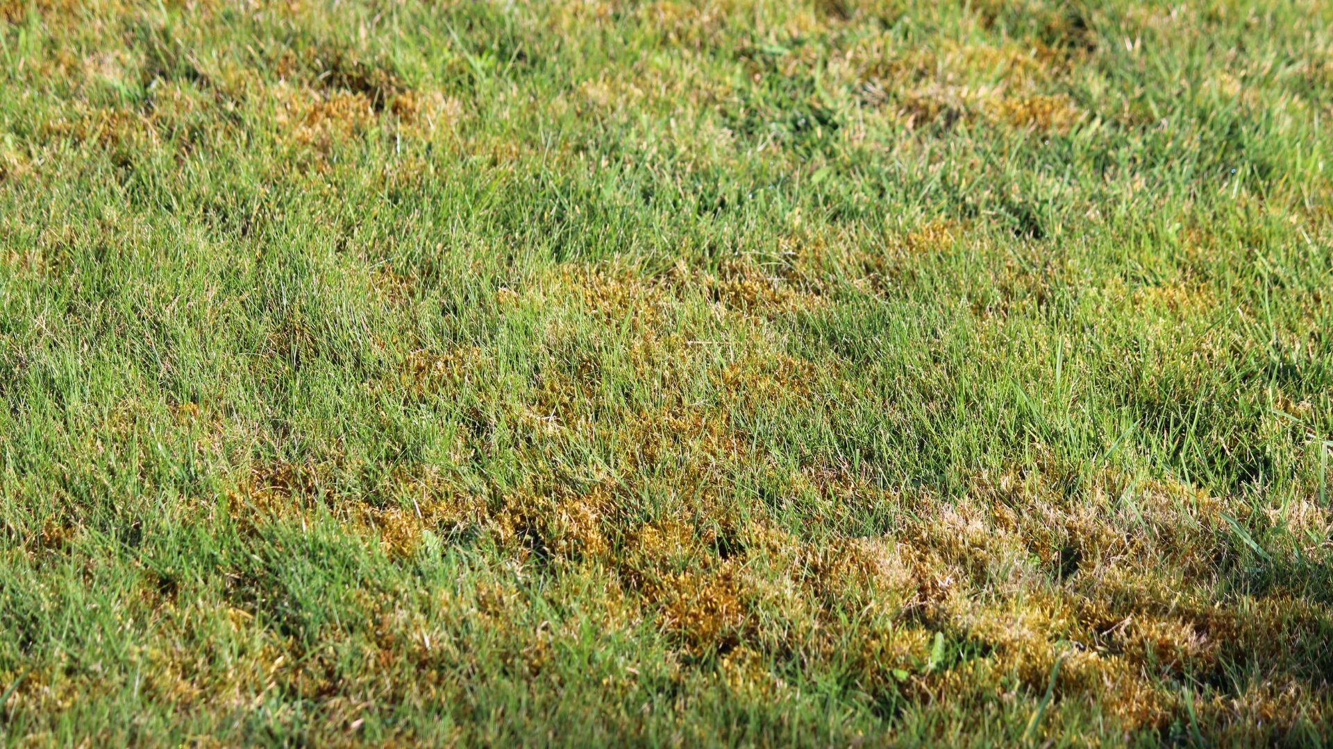 517-Billeder i mails og artikler (1920 × 1080px) (39).jpg