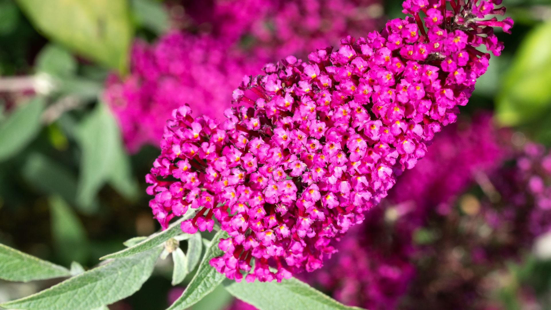 517-Billeder i mails og artikler (1920 × 1080px) - 2023-07-18T152428.249.jpg