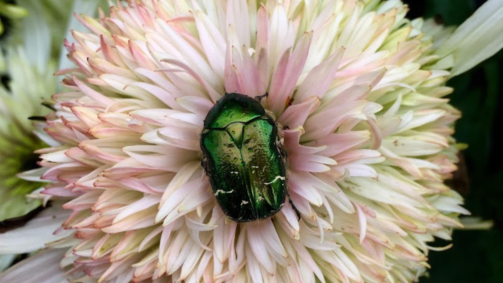 518-Billeder i mails og artikler (1920 × 1080px) (16).jpg