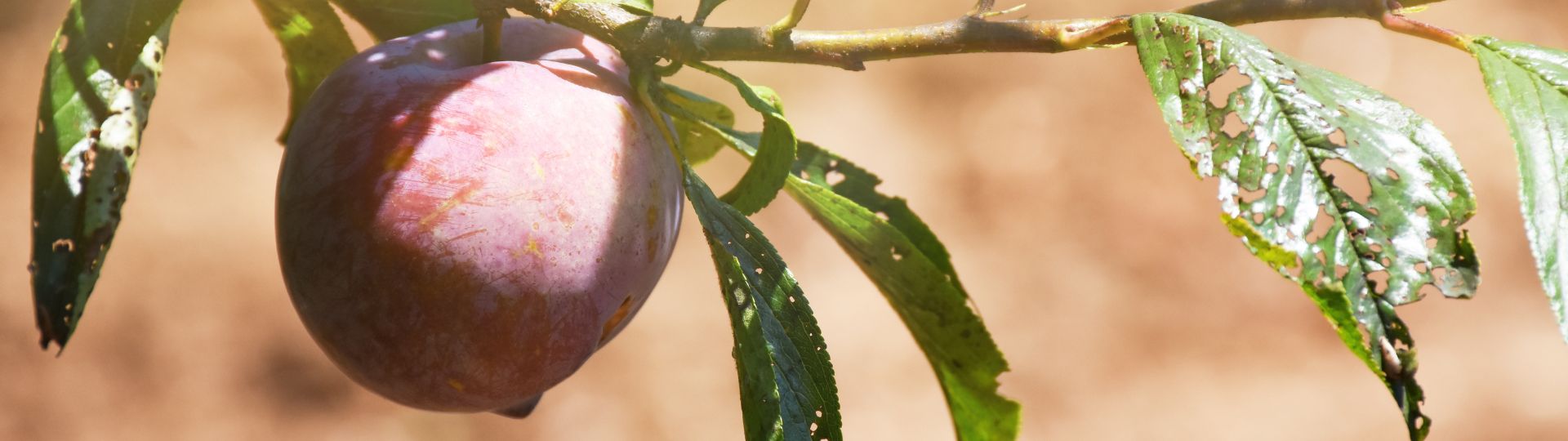 518-til lister (1920 × 540px) (96).jpg