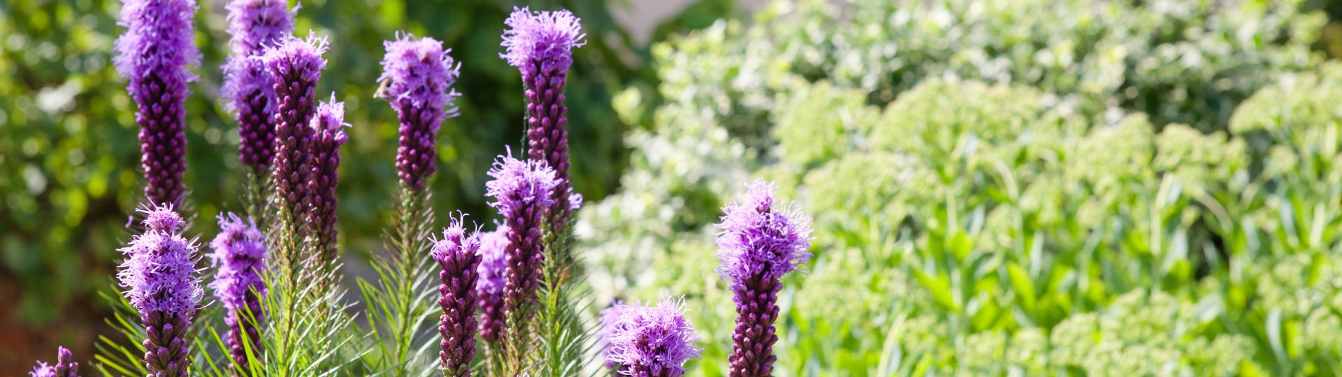 522-til lister (1920 × 540px) - 2024-02-26T124235.378.jpg