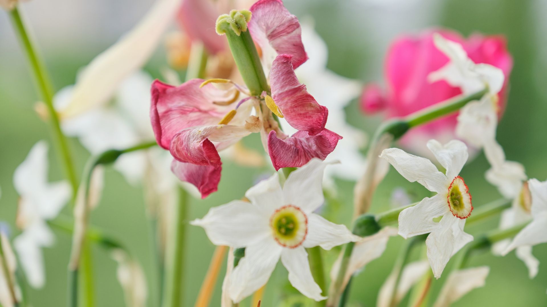 523-Billeder i mails og artikler (1920 × 1080px) - 2024-01-09T102743.127.jpg