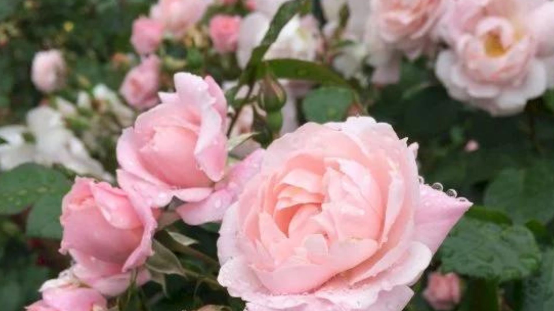 538-Billeder i mails og artikler (1920 × 1080px) - 2023-07-26T115046.689.jpg