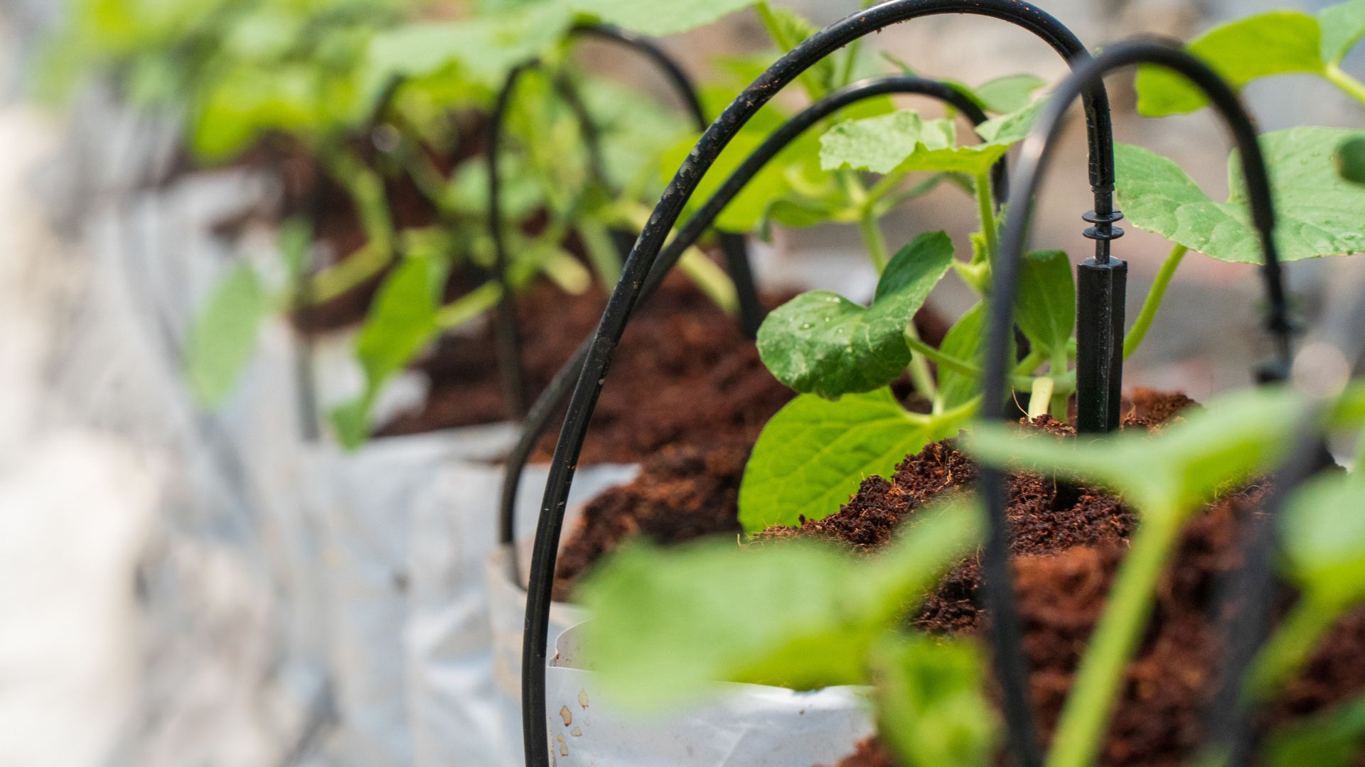 542-Billeder i mails og artikler (1920 × 1080px) - 2023-06-14T113621.555.jpg