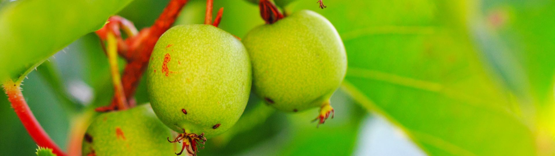 553-til lister (1920 × 540px) (91).jpg