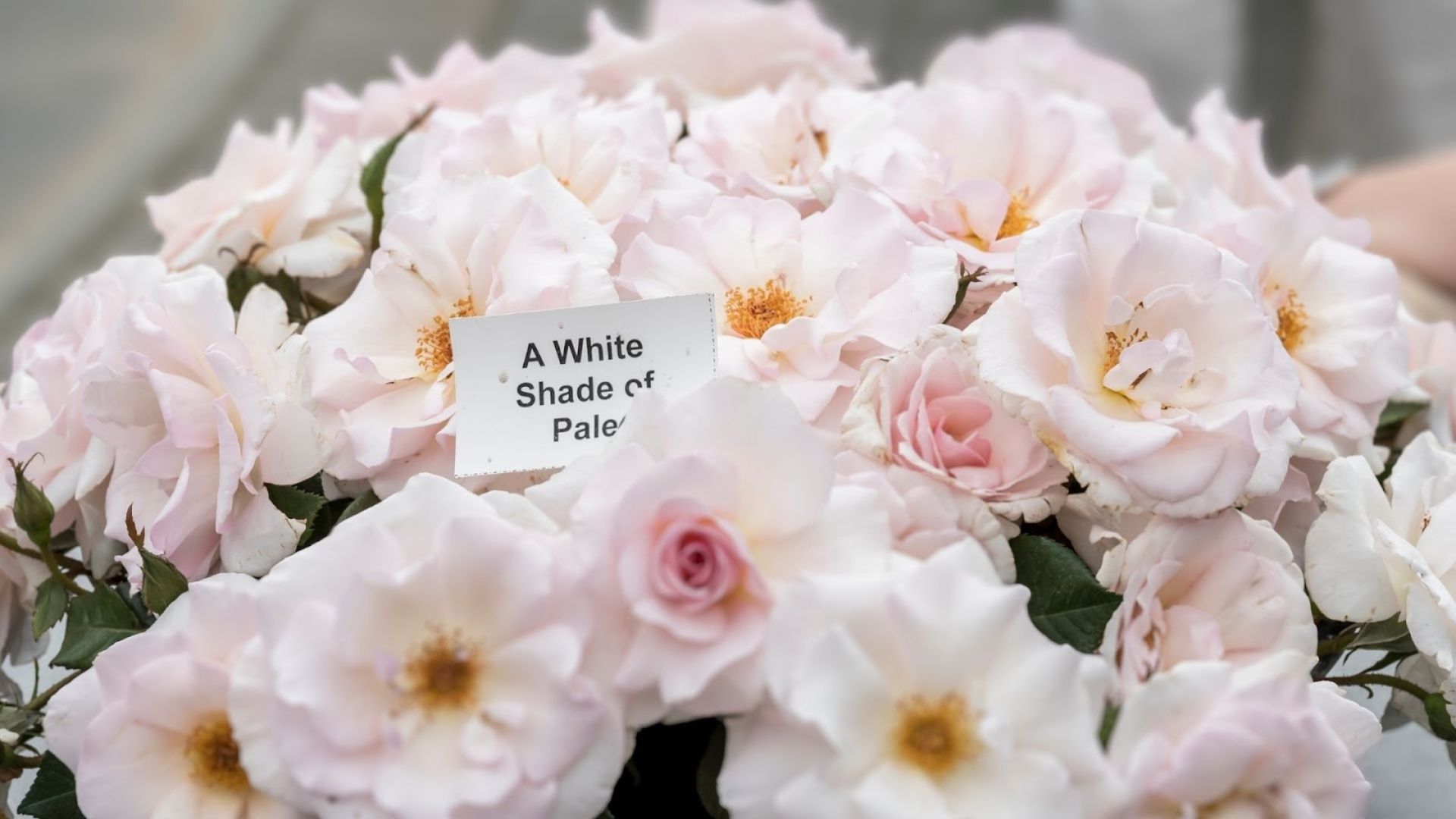 557-Billeder i mails og artikler (1920 × 1080px) (31).jpg