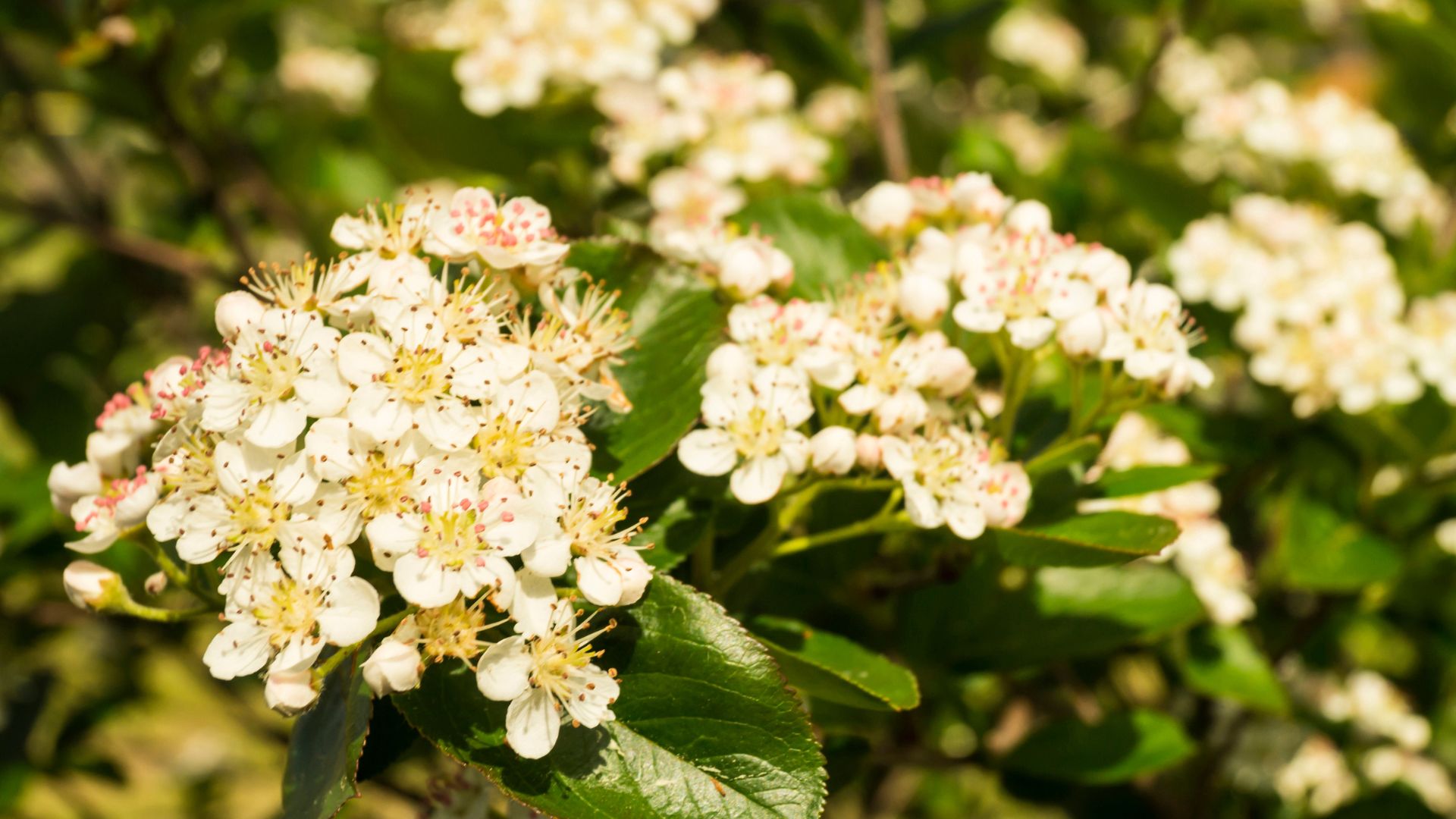 558-Billeder i mails og artikler (1920 × 1080px) - 2024-03-05T140253.852.jpg