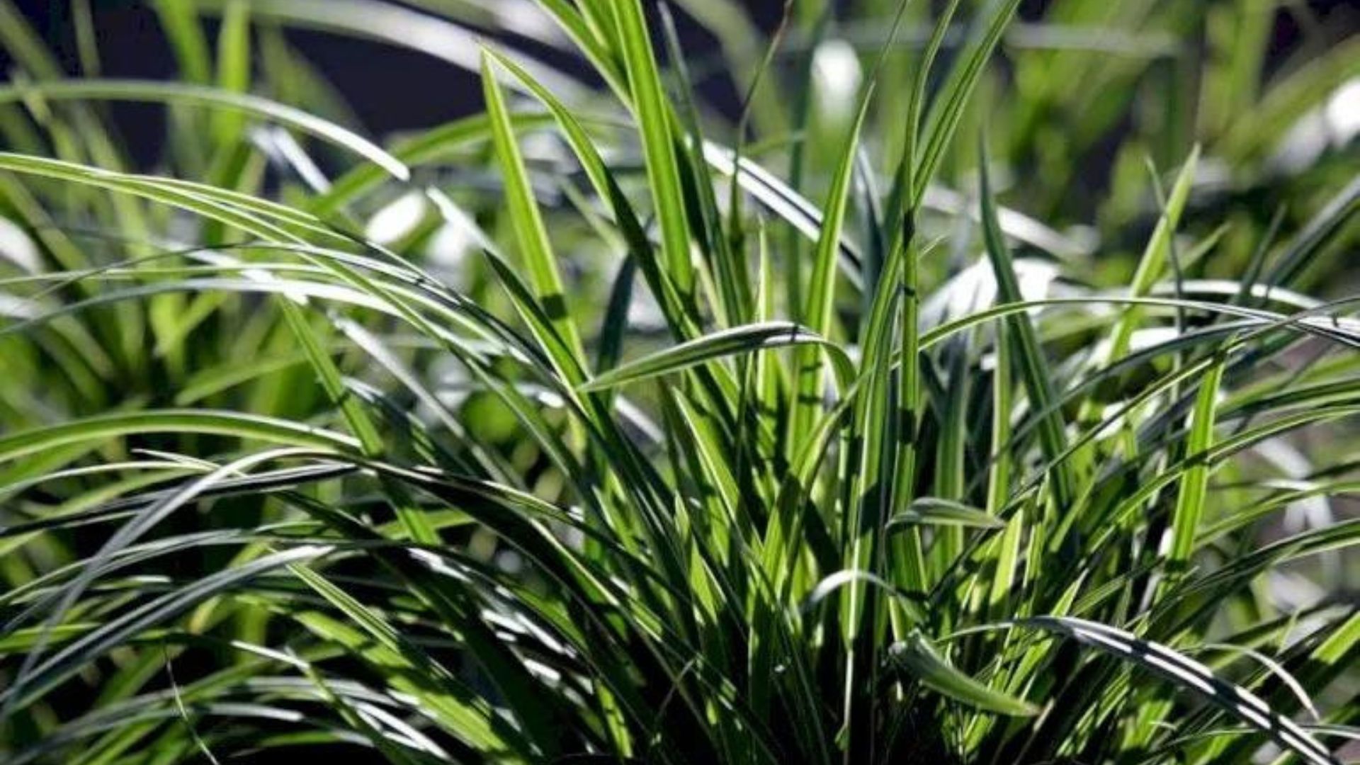 560-Billeder i mails og artikler (1920 × 1080px) (58).jpg