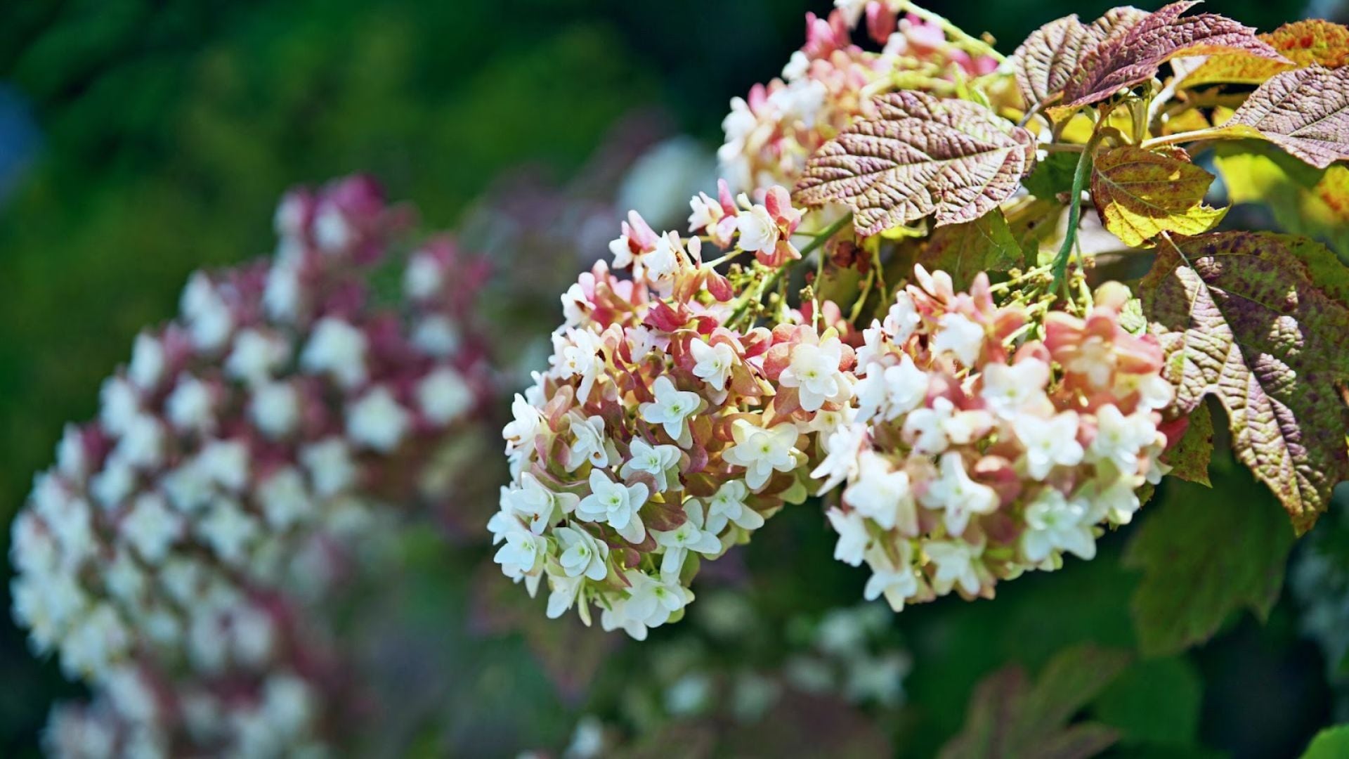 563-Billeder i mails og artikler (1920 × 1080px) (17).jpg
