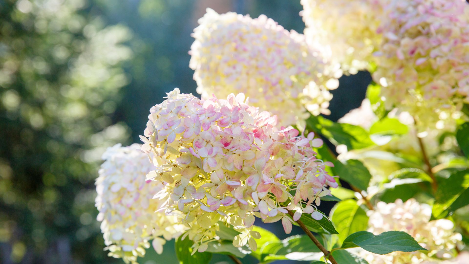 566-Billeder i mails og artikler (1920 × 1080px) - 2024-01-03T111932.816.jpg