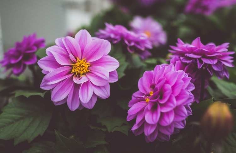 De forskellige blomster på Dahlia