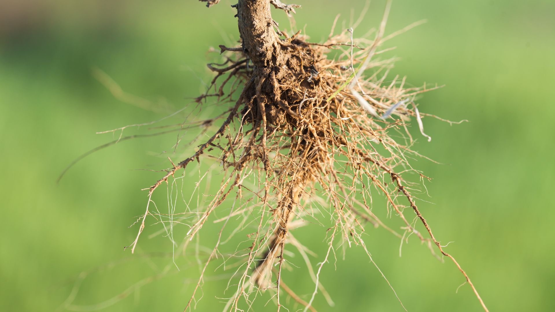 567-Billeder i mails og artikler (1920 × 1080px) - 2023-06-07T124454.781.jpg