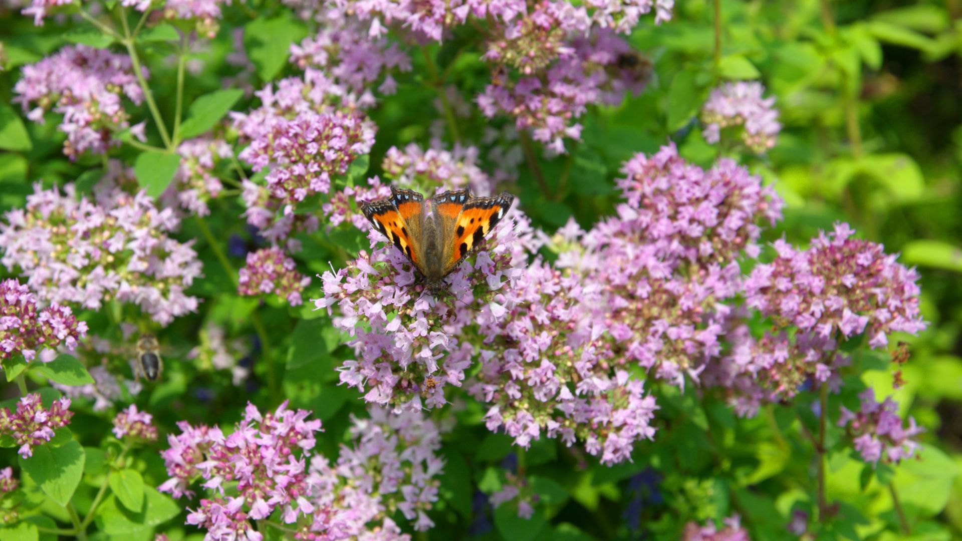 568-Billeder i mails og artikler (1920 × 1080px) - 2023-07-26T112334.452.jpg