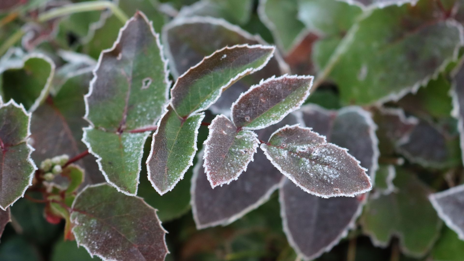 570-Billeder i mails og artikler (1920 × 1080px) - 2023-12-05T093413.519.jpg