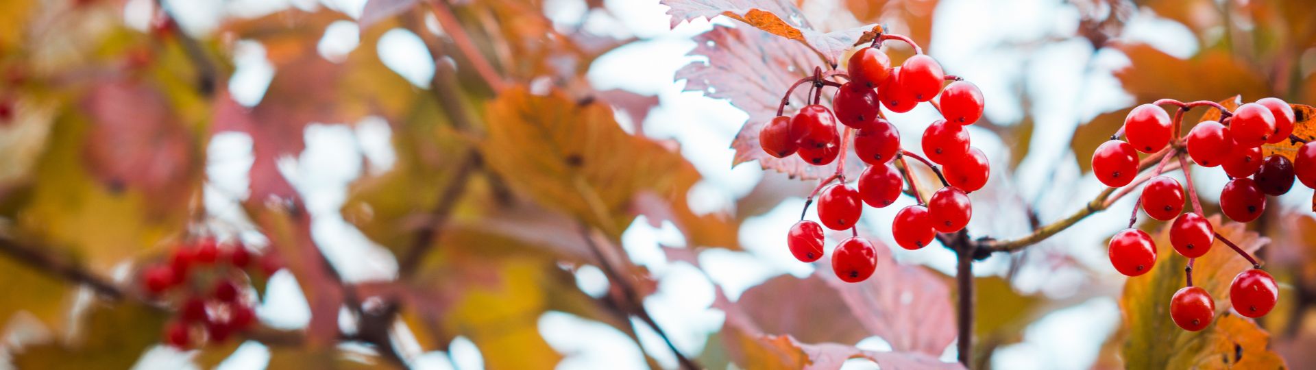 575-til lister (1920 × 540px) (8).jpg