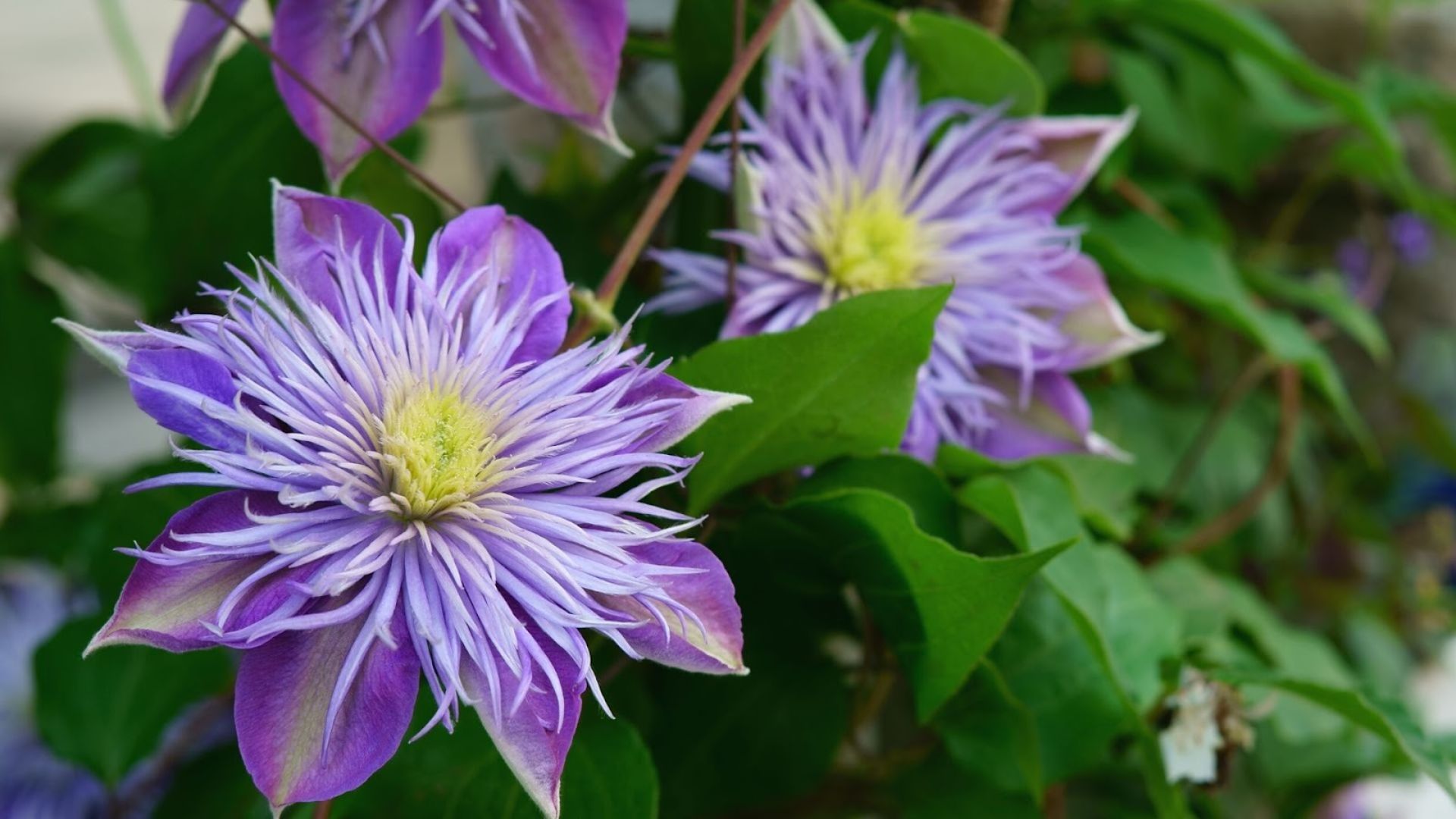 576-Billeder i mails og artikler (1920 × 1080px) (24).jpg