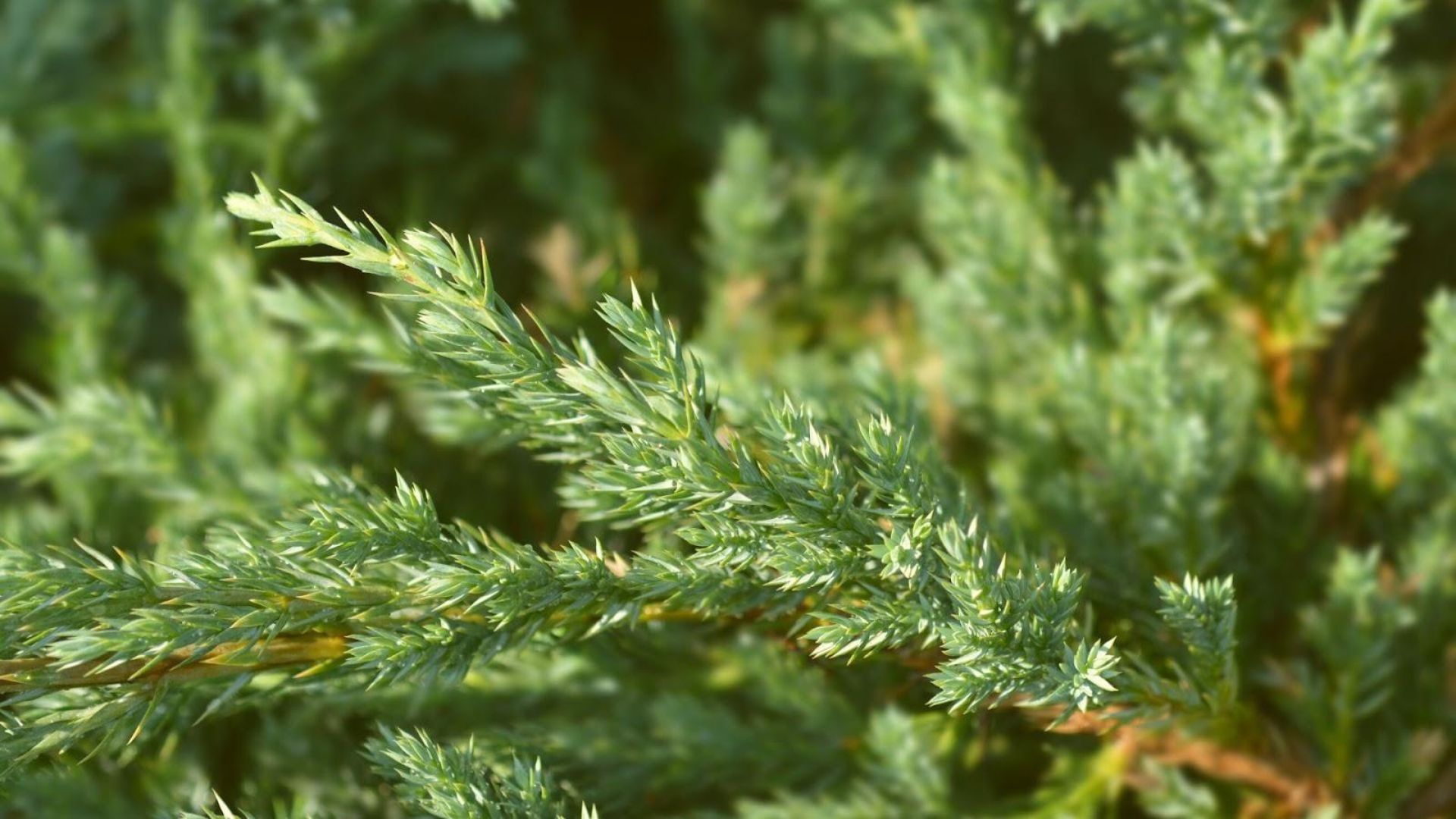 576-Billeder i mails og artikler (1920 × 1080px) (82).jpg