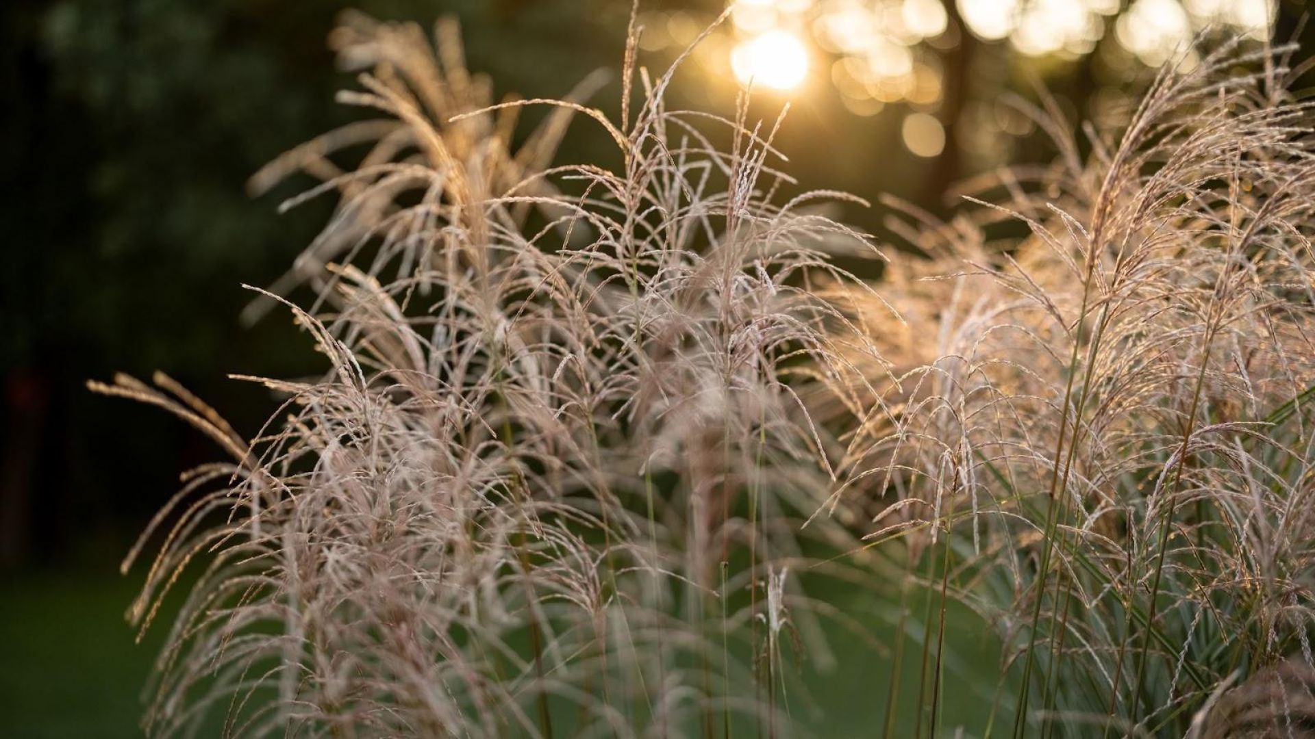 577-Billeder i mails og artikler (1920 × 1080px) (41).jpg