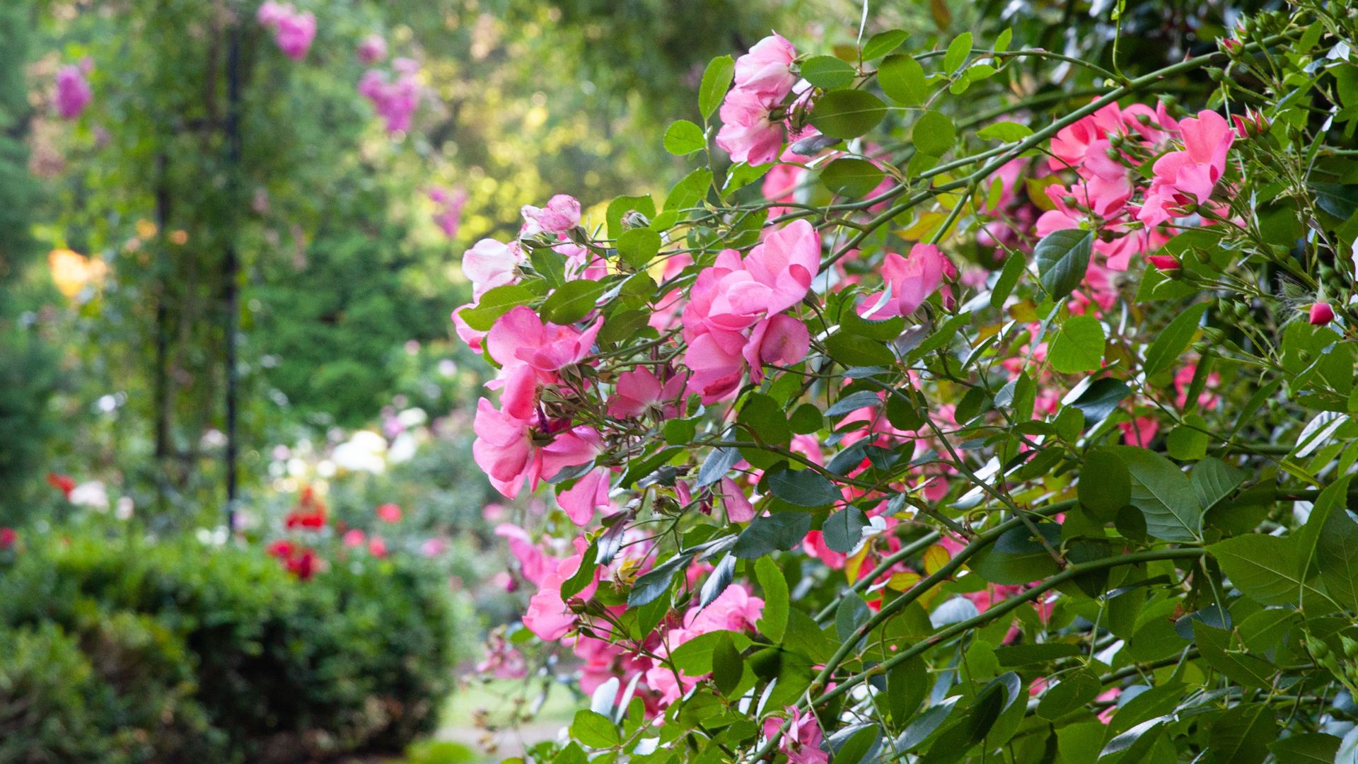 581-Billeder i mails og artikler (1920 × 1080px) (79).jpg