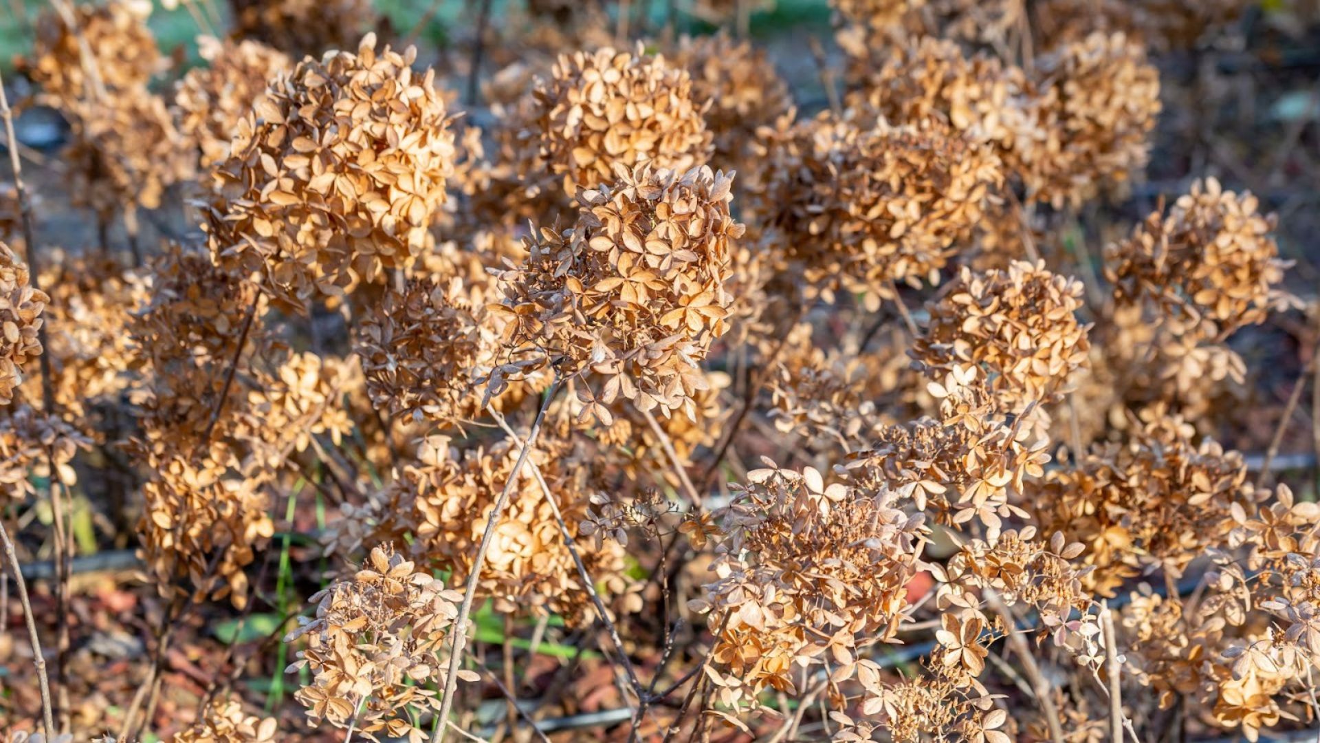 581-Billeder i mails og artikler (1920 × 1080px) - 2023-04-14T154207.857.jpg