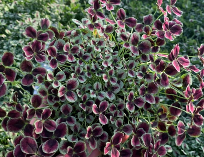 Hvilke Sommerblomster Kan Du Plante I April Maned Plantetorvet Dk