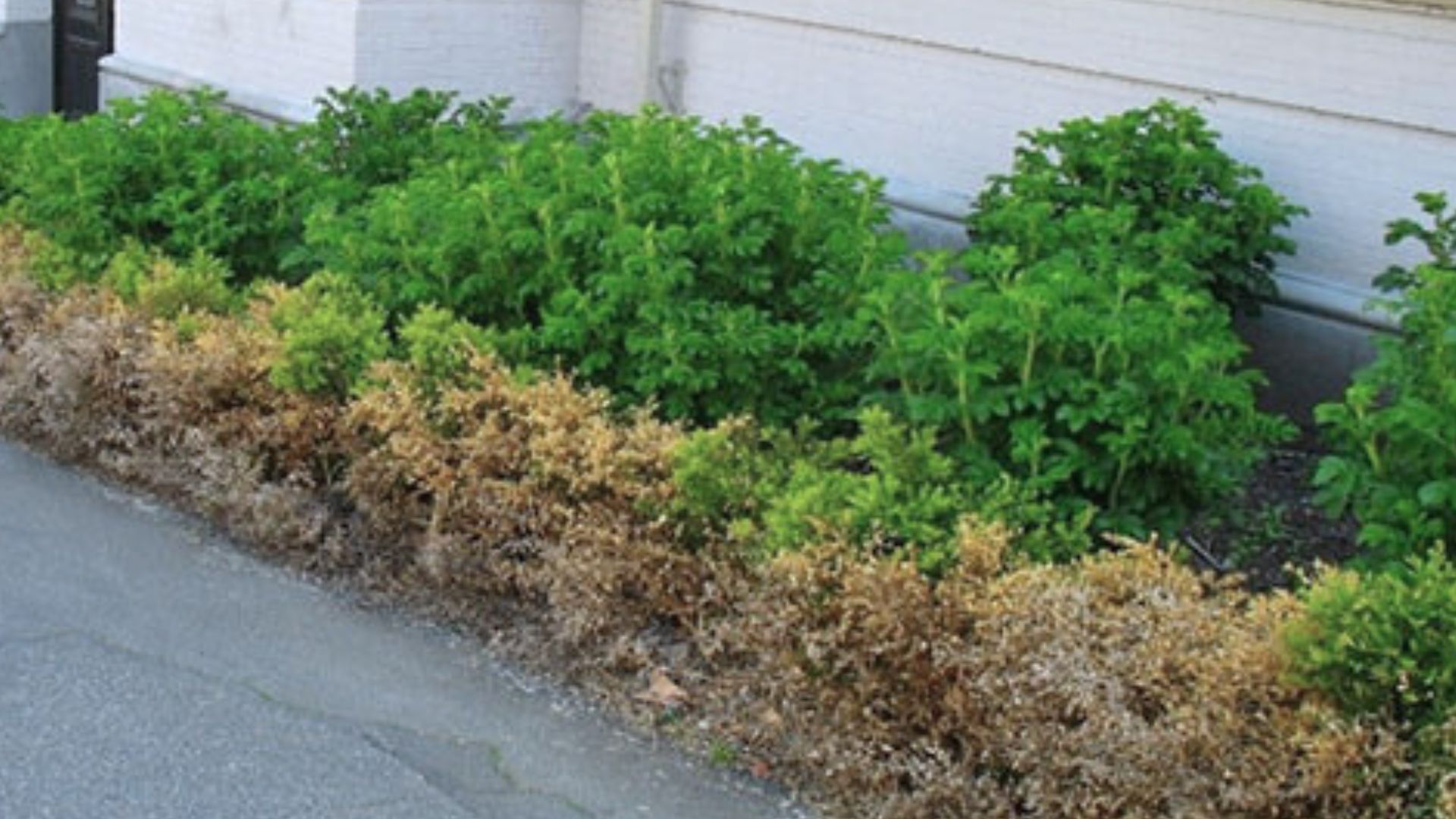 584-Billeder i mails og artikler (1920 × 1080px) (12).jpg