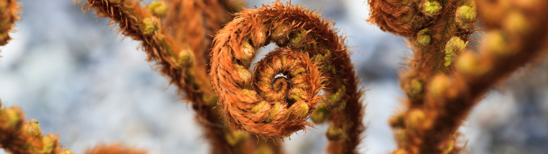 585-til lister (1920 × 540px) (30).jpg