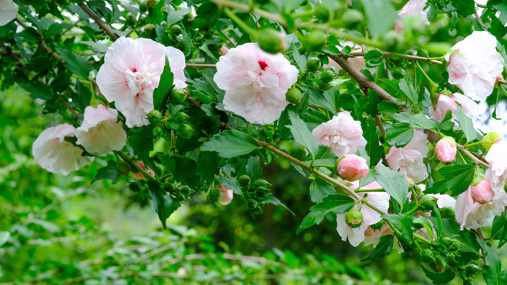 586-Billeder i mails og artikler (1920 × 1080px) - 2023-07-18T120412.258.jpg