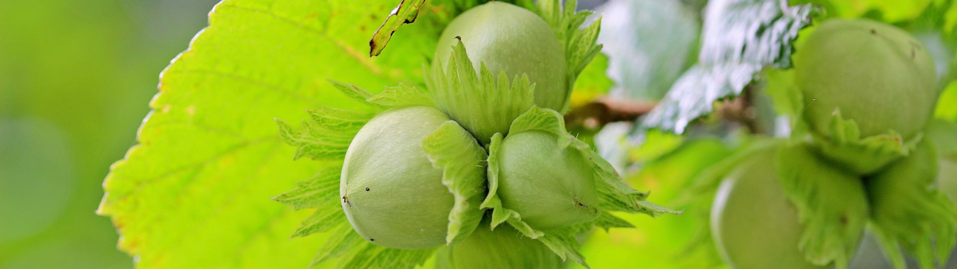 Hasseltræ. Køb Corylus Avellana og storfrugtet hasselbusk - Plantetorvet.dk