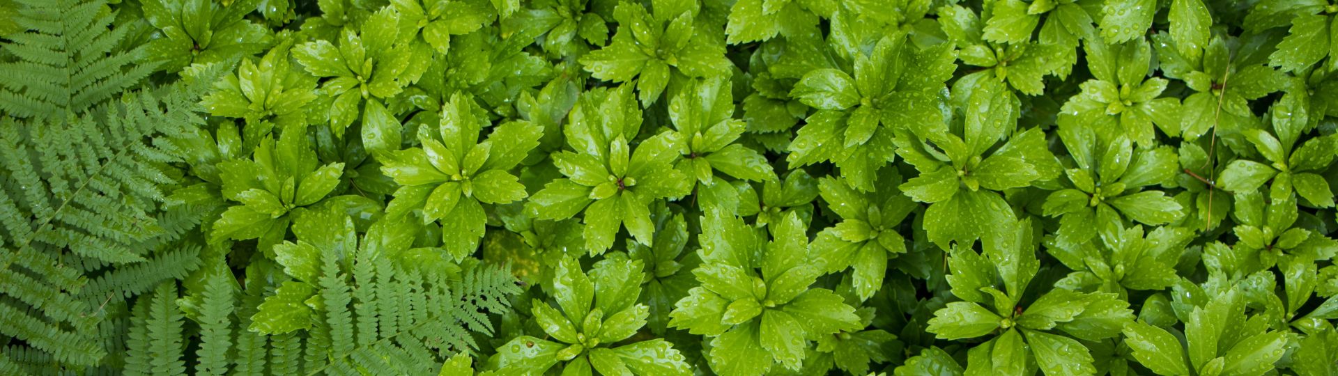 592-til lister (1920 × 540px) (14).jpg