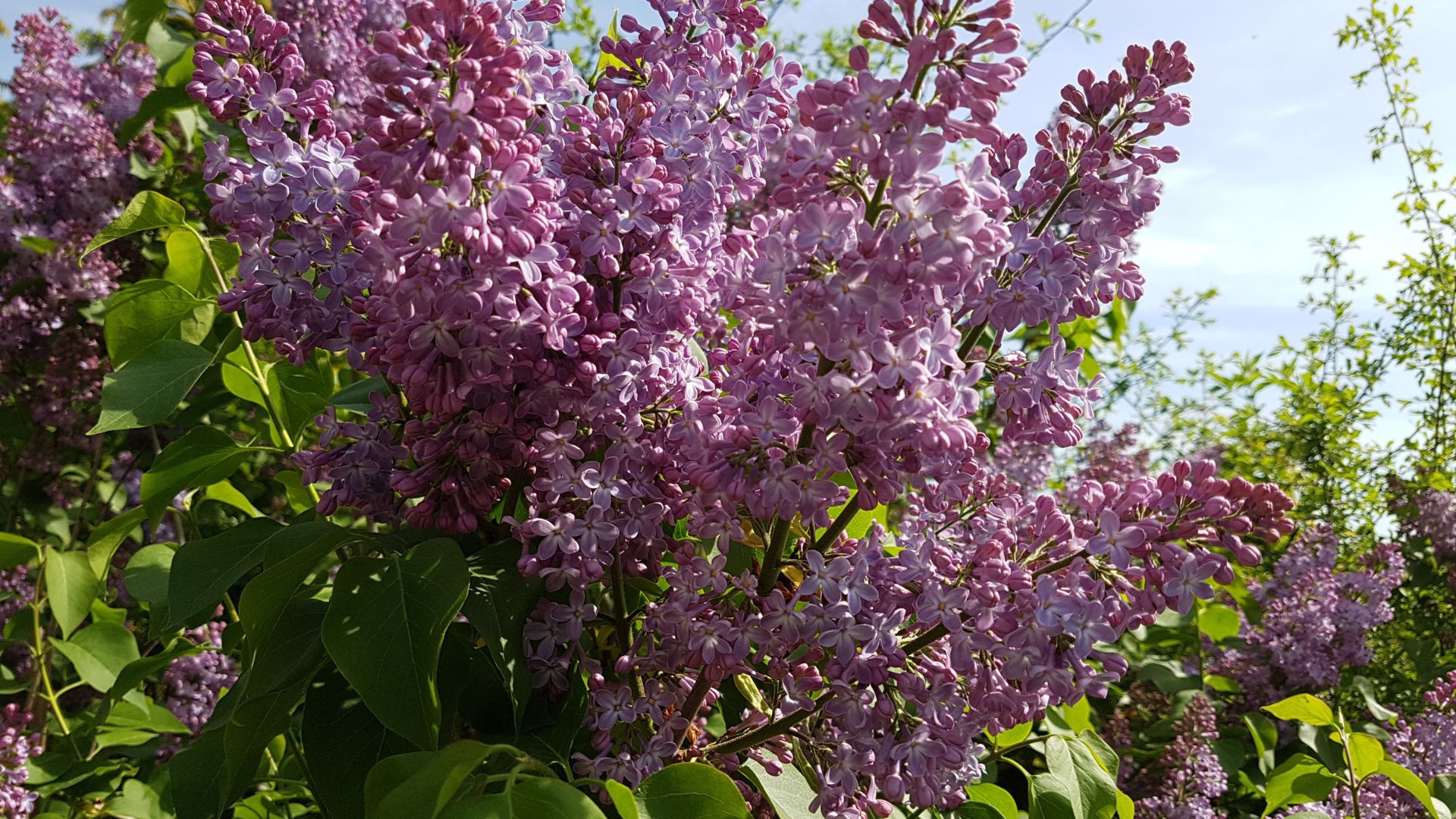 596-Billeder i mails og artikler (1920 × 1080px) - 2024-01-04T080928.006.jpg