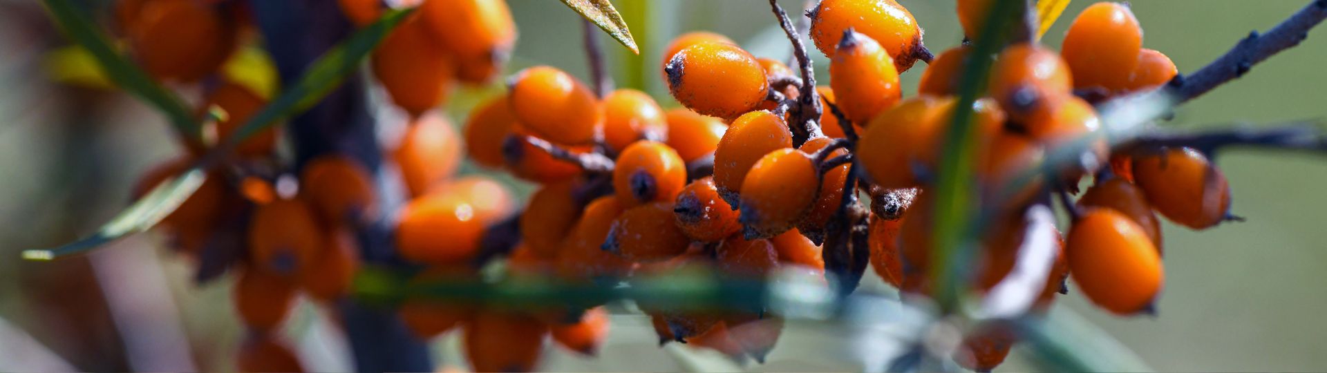 599-til lister (1920 × 540px) (84).jpg