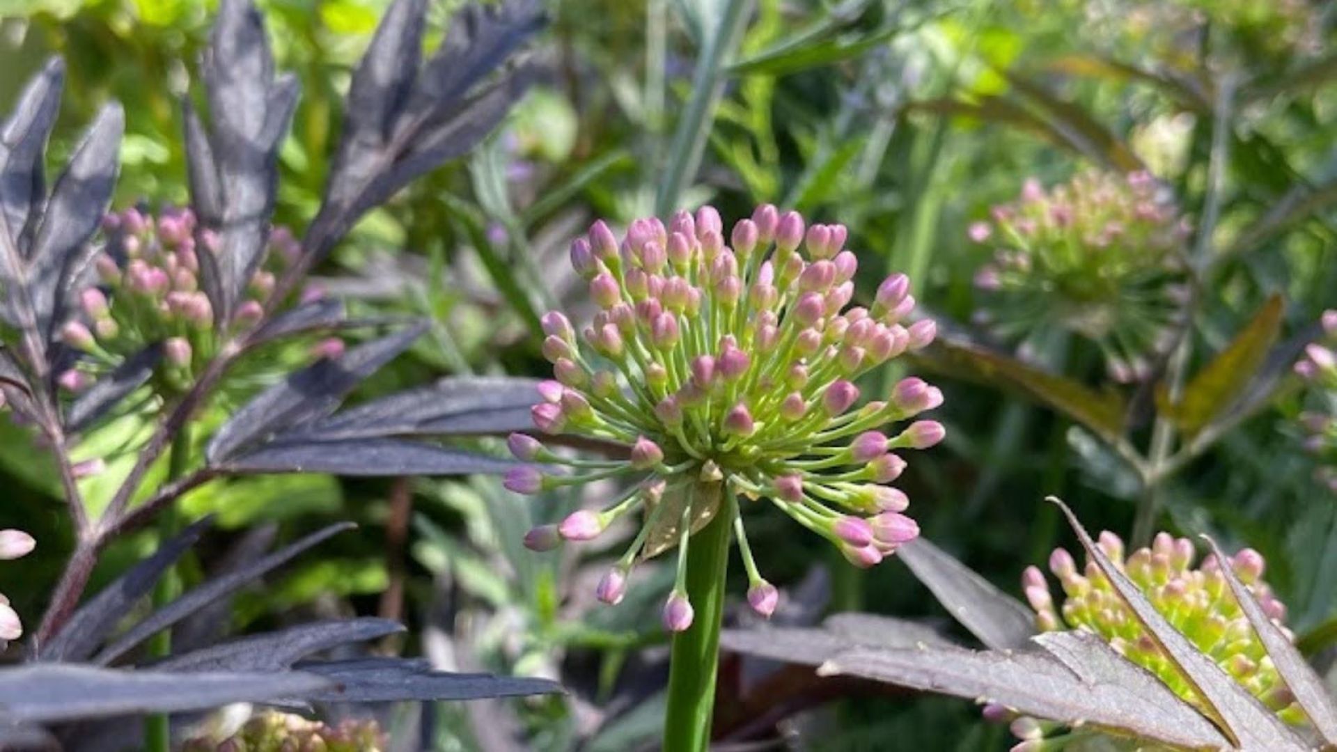 603-594-Billeder i mails og artikler (1920 × 1080px) (43).jpg