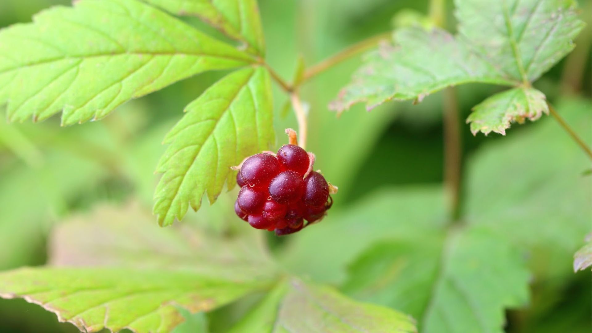 603-Billeder i mails og artikler (1920 × 1080px) (16).jpg