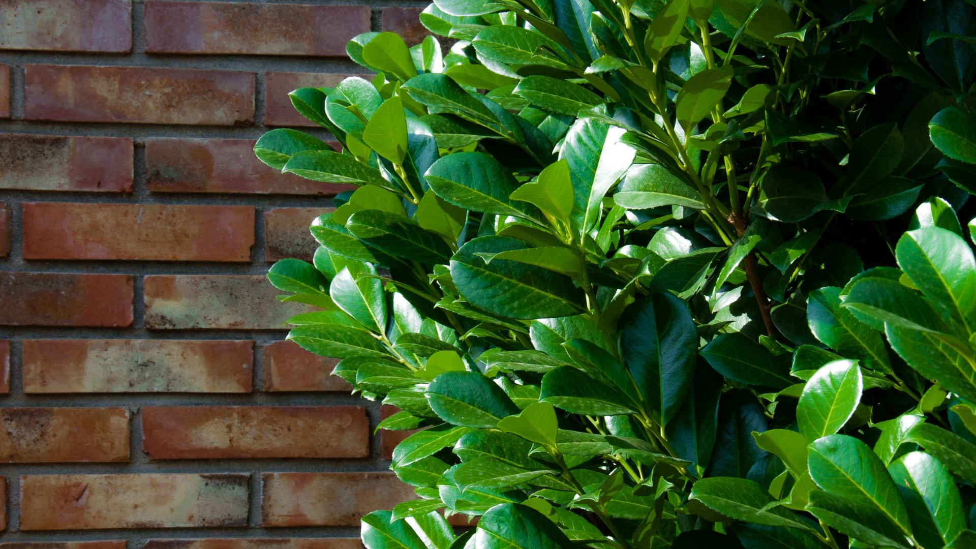 603-Billeder i mails og artikler (1920 × 1080px) (44).jpg