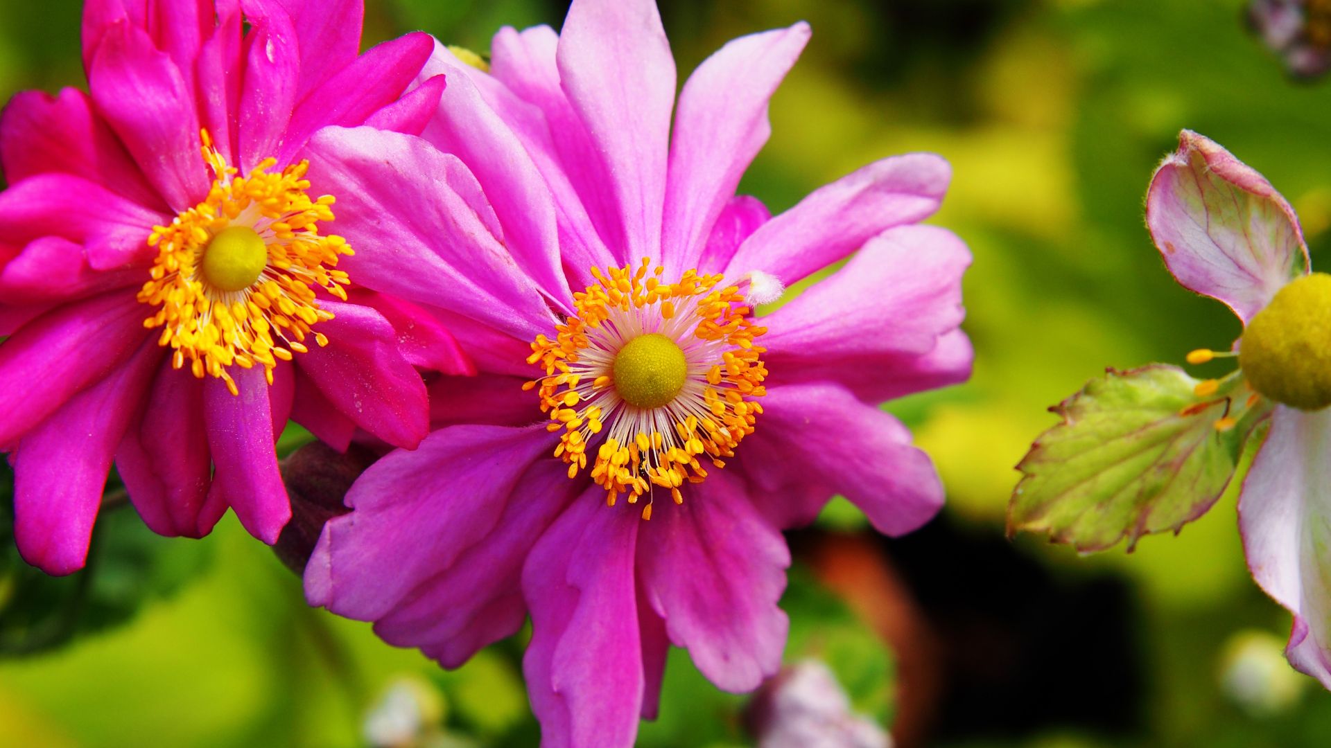 605-Billeder i mails og artikler (1920 × 1080px) - 2023-07-10T135659.435.jpg