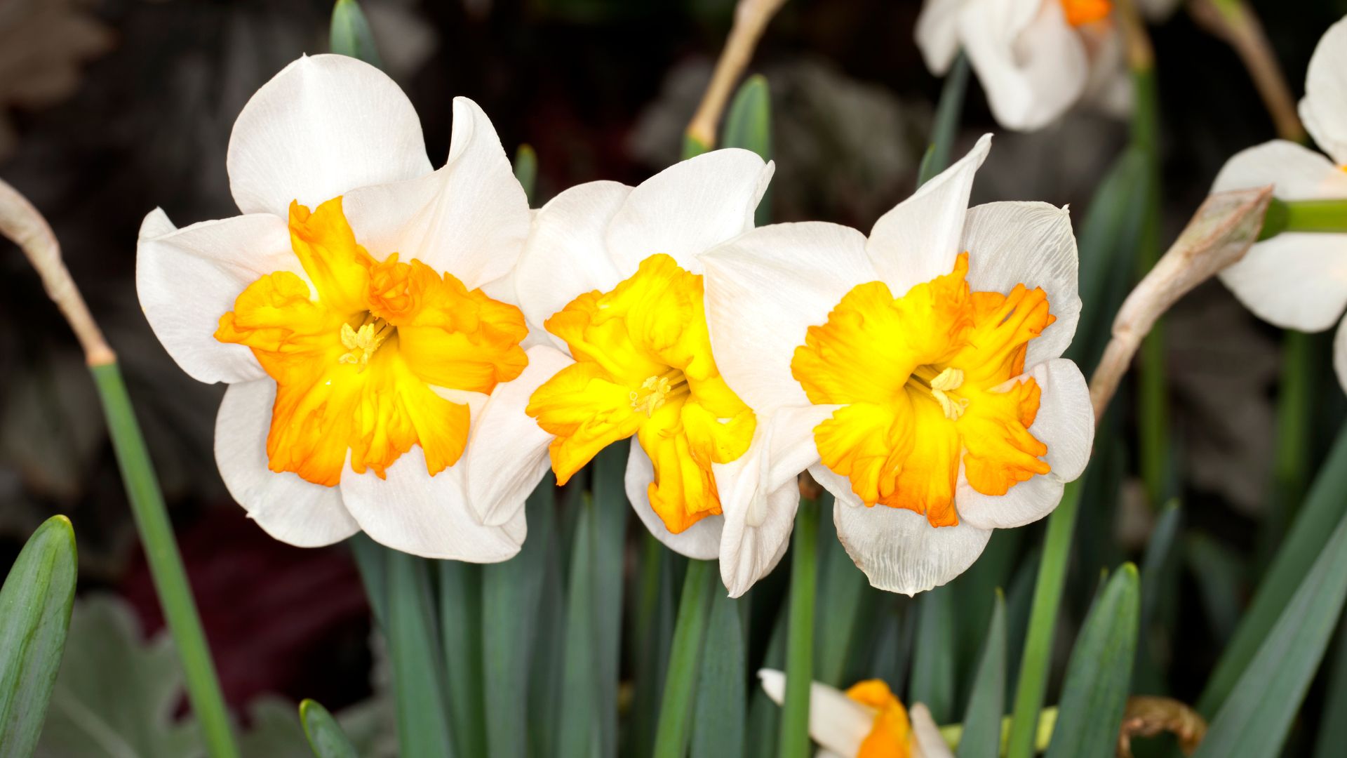 608-Billeder i mails og artikler (1920 × 1080px) - 2023-11-08T103939.800.jpg