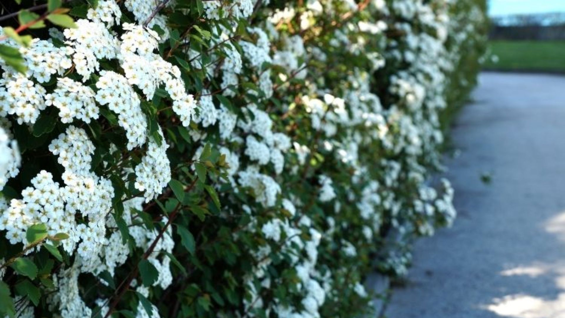 609-Billeder i mails og artikler (1920 × 1080px).jpg