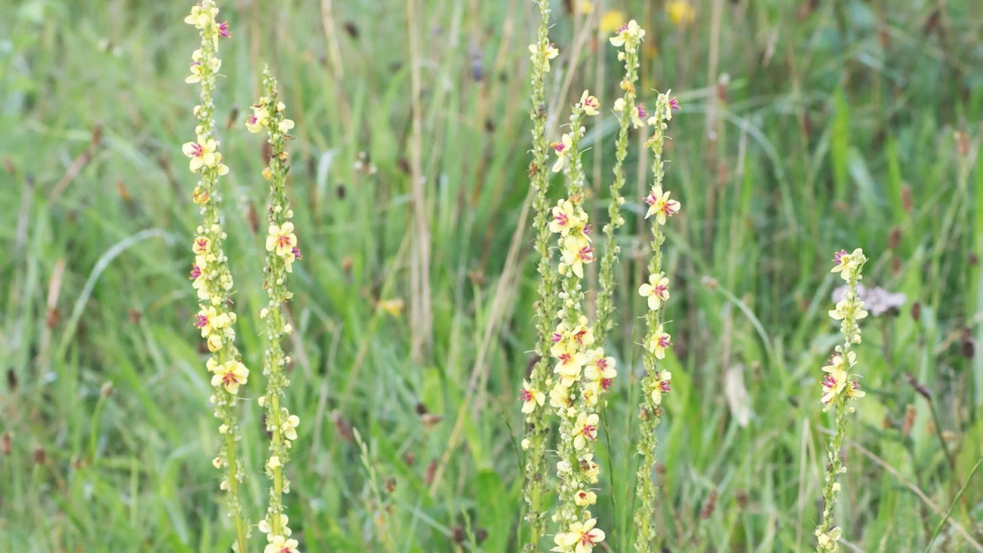 61-Billeder i mails og artikler (1920 × 1080px) (65).jpg