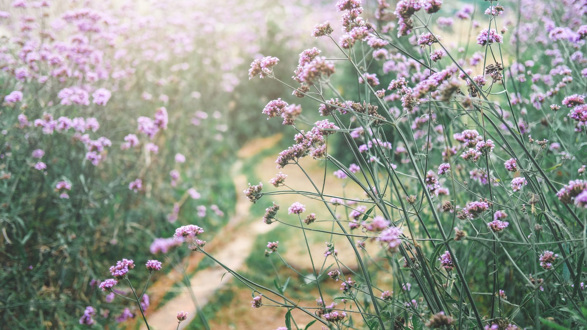 611-Billeder i mails og artikler (1920 × 1080px) (87).jpg